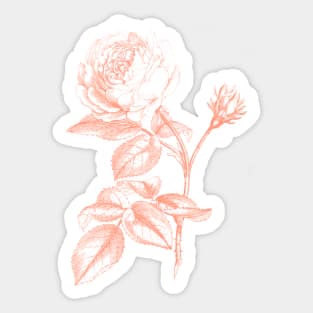 Pink Rose Flower Monochrome Illustration Sticker